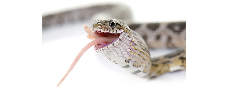 Trends in Feeding Exotic Pets